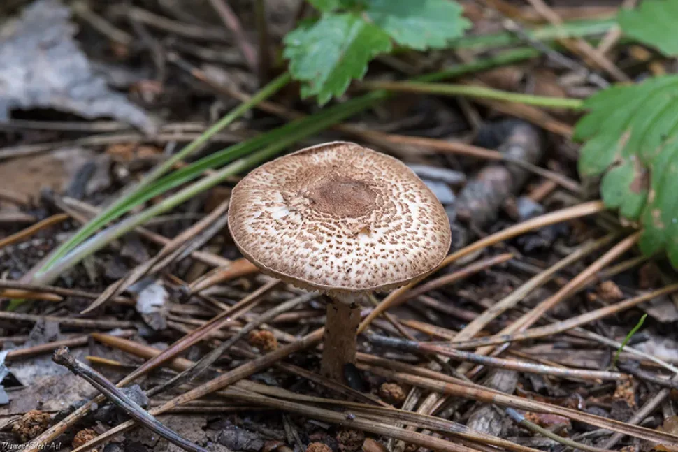 Чешуйница (Lepiota pseudolilacea) группа грибов с чешуйчатой шляпкой