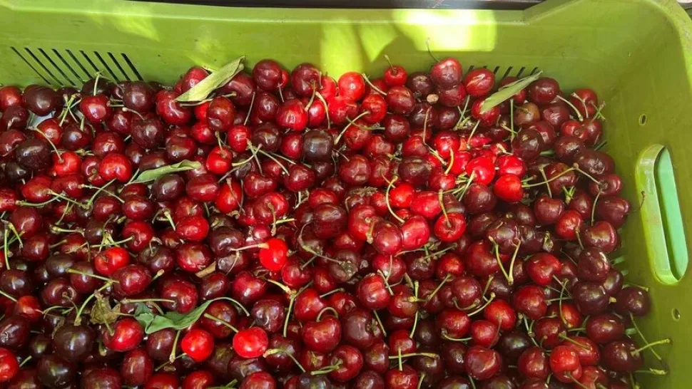 Крупный план спелых красных черешен в зелёном пластиковом лотке