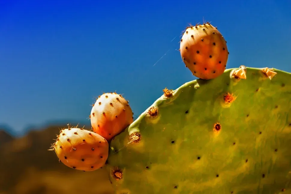 Cactus, Fig, Prickly Pear, Plant, Spur, Nature