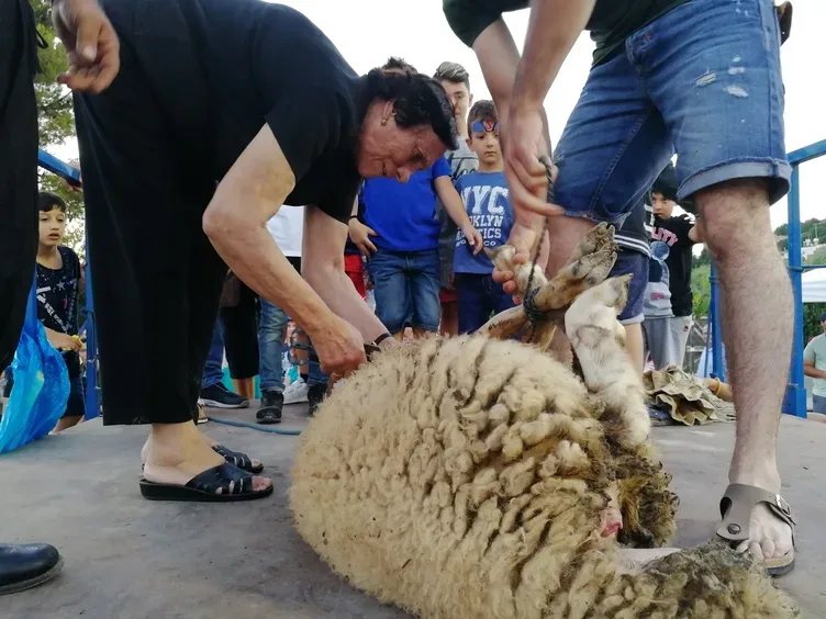 Несколько человек удерживают барана на сцене перед стрижкой