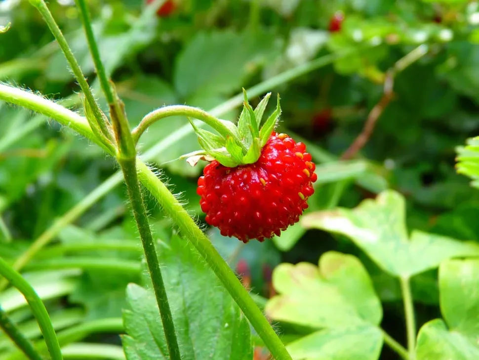 Strawberry, Wild Strawberry, Red, Berry, Ripe, Sweet