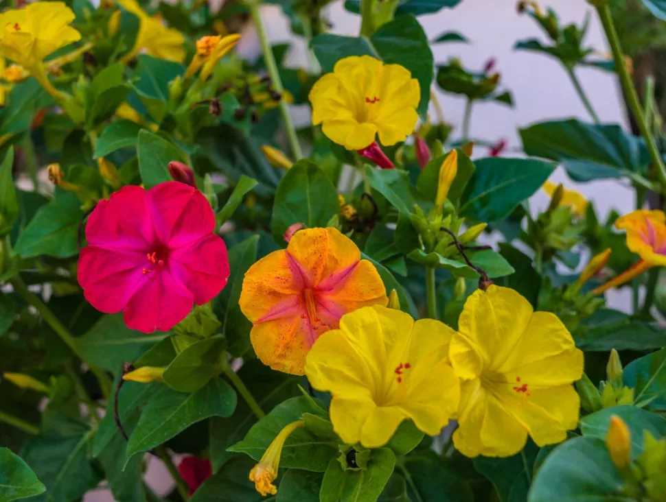 Пакет семян мирабилиса на кипрском прилавке с надписью Four o'clock Flower