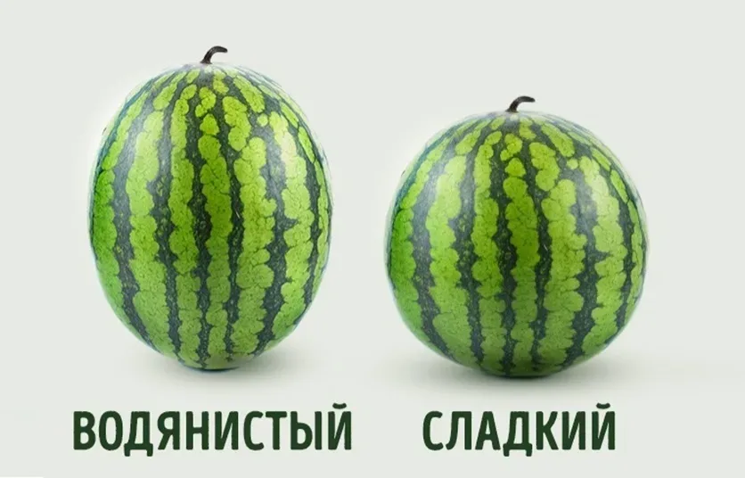 Крупный план сухого хвостика на корке спелого арбуза
