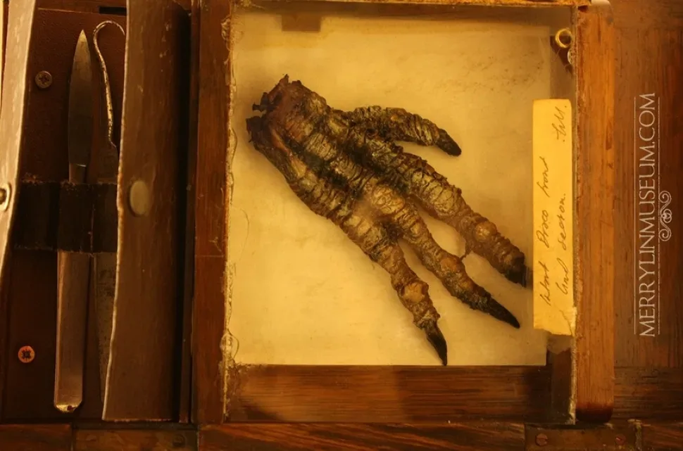 Витрина с камерой, маской и множеством артефактов Merrylin Cryptid Museum Витрина с камерой, маской и множеством артефактов Merrylin Cryptid Museum