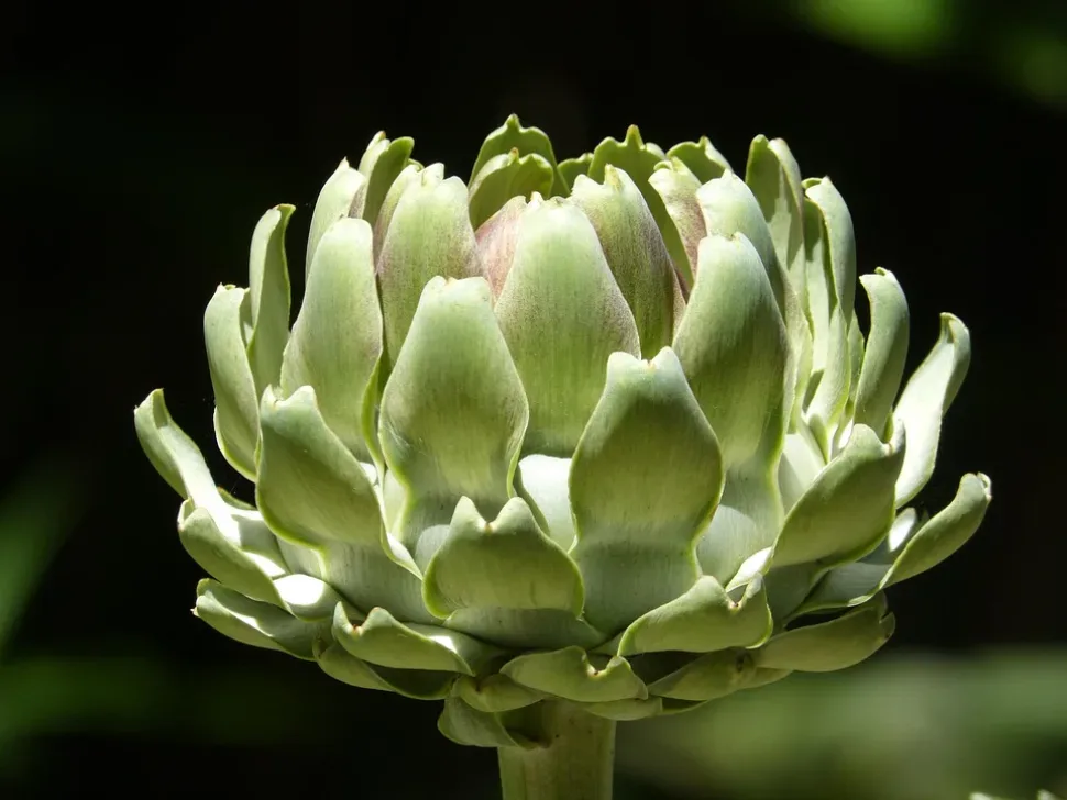 Artichoke, Vegetable, Green, Plant, Cultivation
