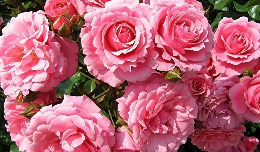 Розовая фабрика Троодоса The Rose Factory