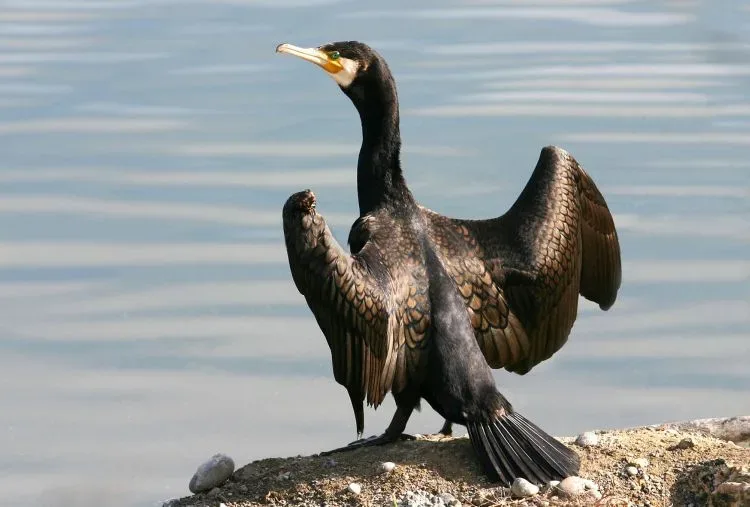https://birdlifecyprus.org