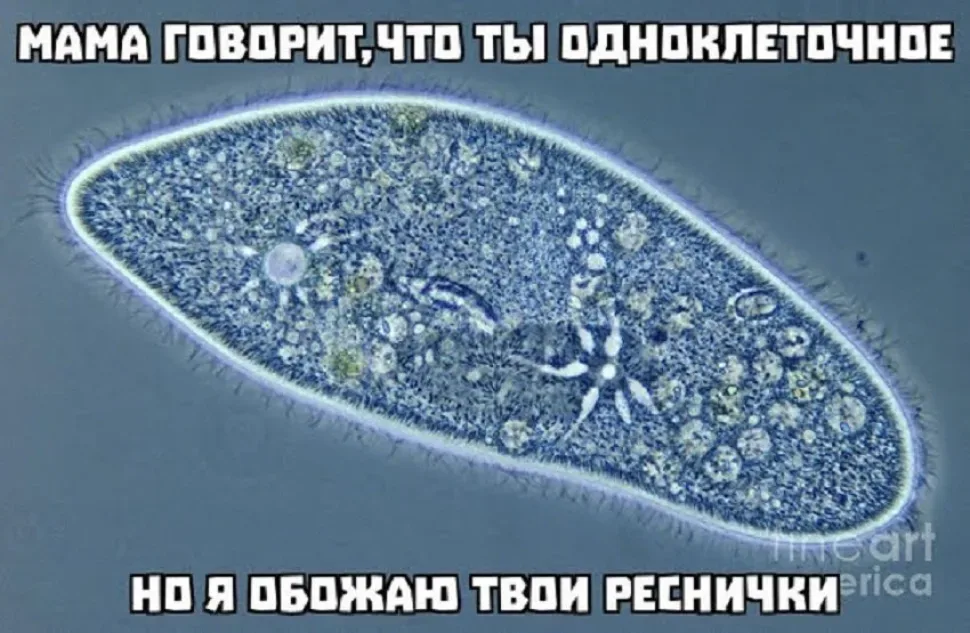 Микроскопическое одноклеточное существо с подписью «Мама говорит, что ты одноклеточное Микроскопическое одноклеточное существо с подписью «Мама говорит, что ты одноклеточное
