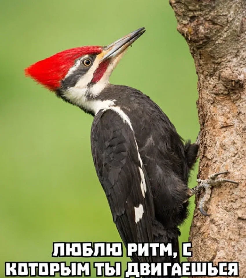 Дерево с дятлом и подписью‑мемом про ритм, с которым ты двигаешься Дерево с дятлом и подписью‑мемом про ритм, с которым ты двигаешься
