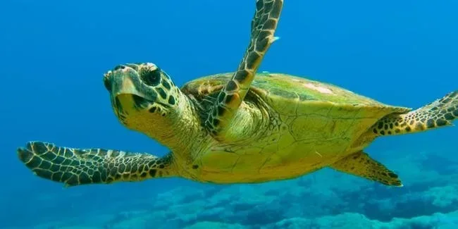 Морская черепаха в воде рядом с пляжем Лара Бич Морская черепаха в воде рядом с пляжем Лара Бич