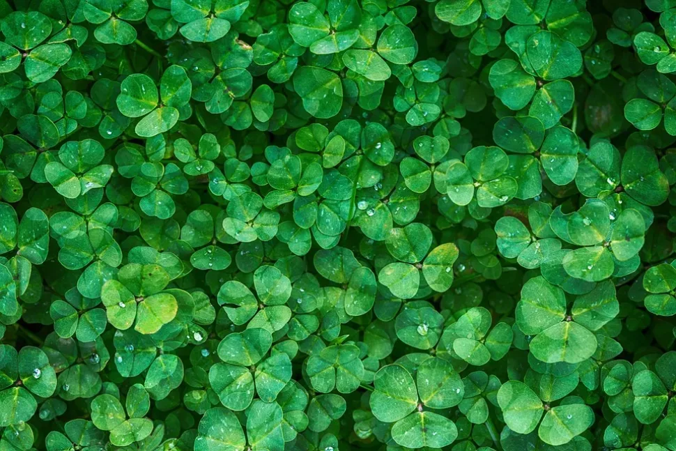 Clover, Plant, Green, Vegetation, Background, Greenery