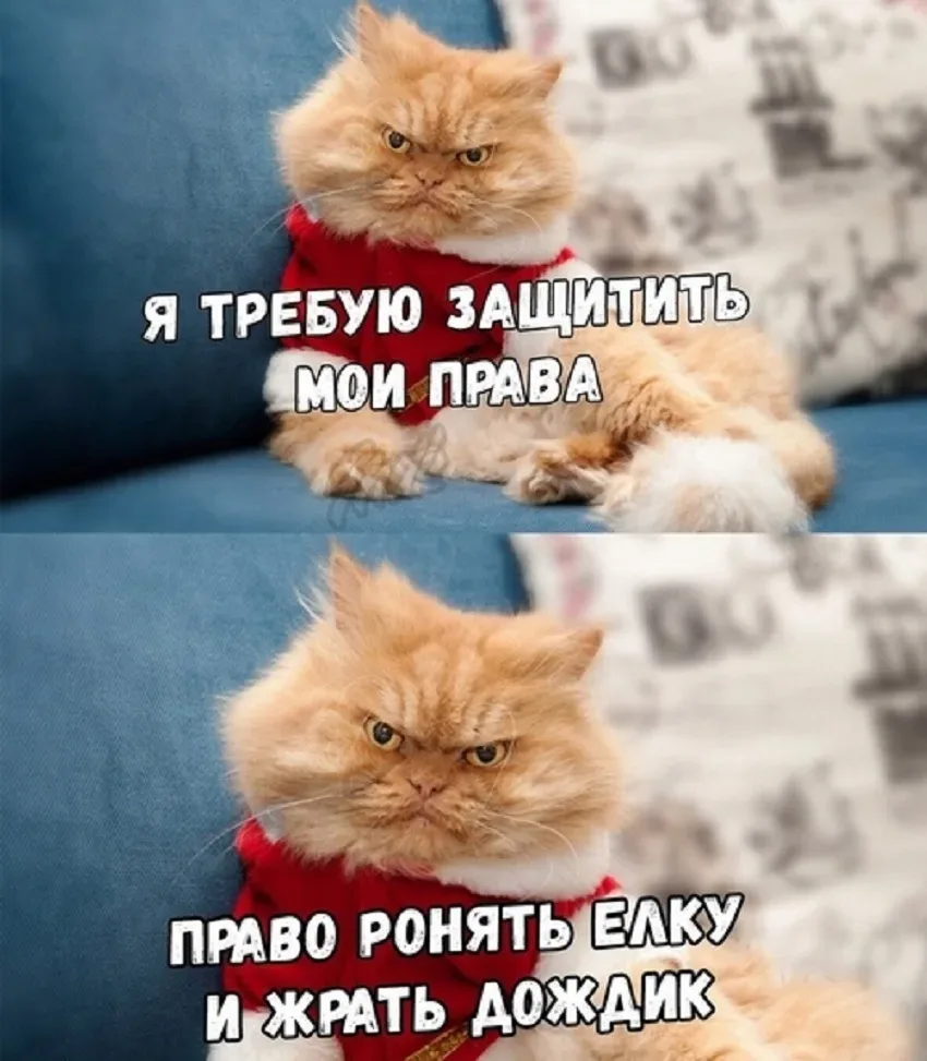 Как подружить кота и рождественскую елку — минутка смеха: фото 52