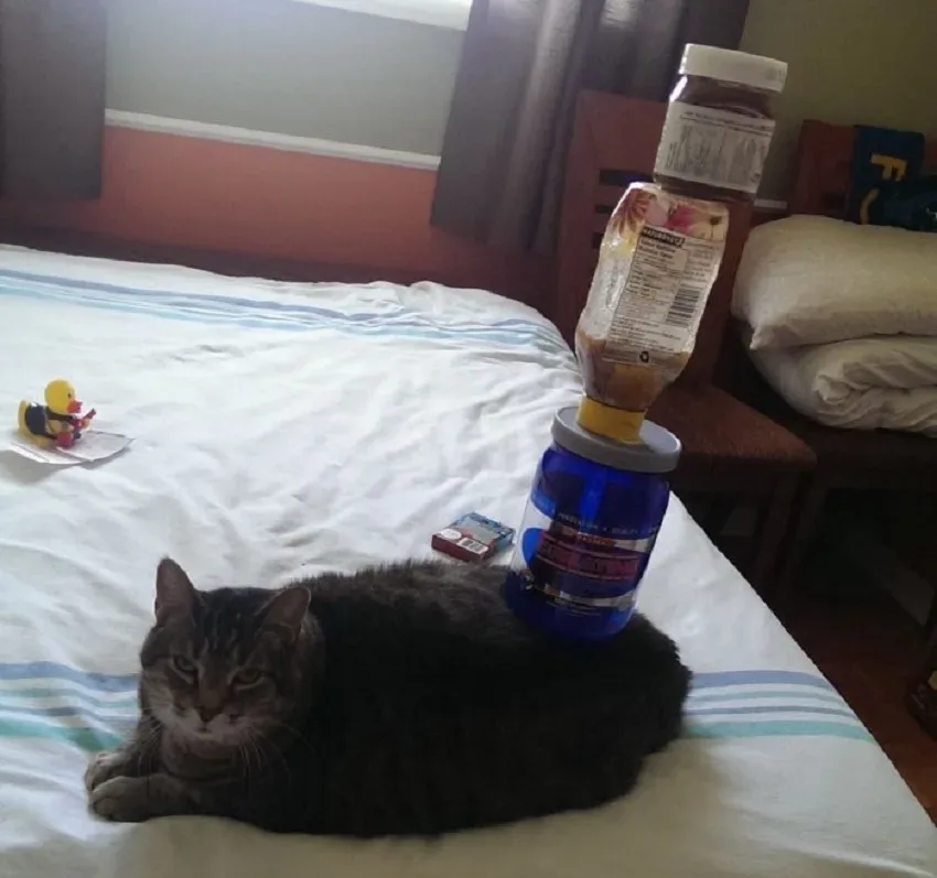 Кот спокойно лежит с аккуратно поставленными на спину банками Кот спокойно лежит с аккуратно поставленными на спину банками