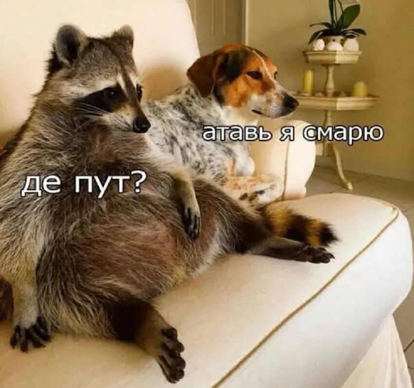 Енот и пес на диване с подписью «де пут? атавь я смарю Енот и пес на диване с подписью «де пут? атавь я смарю