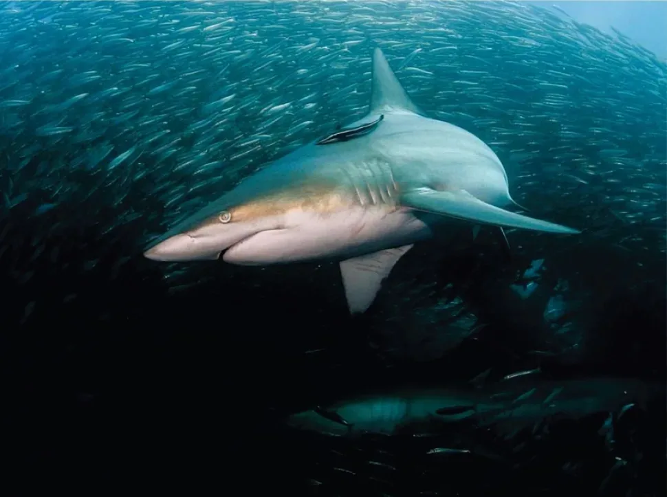 Суповая акула Galeorhinus galeus удлинённая, вид сбоку на чёрном фоне