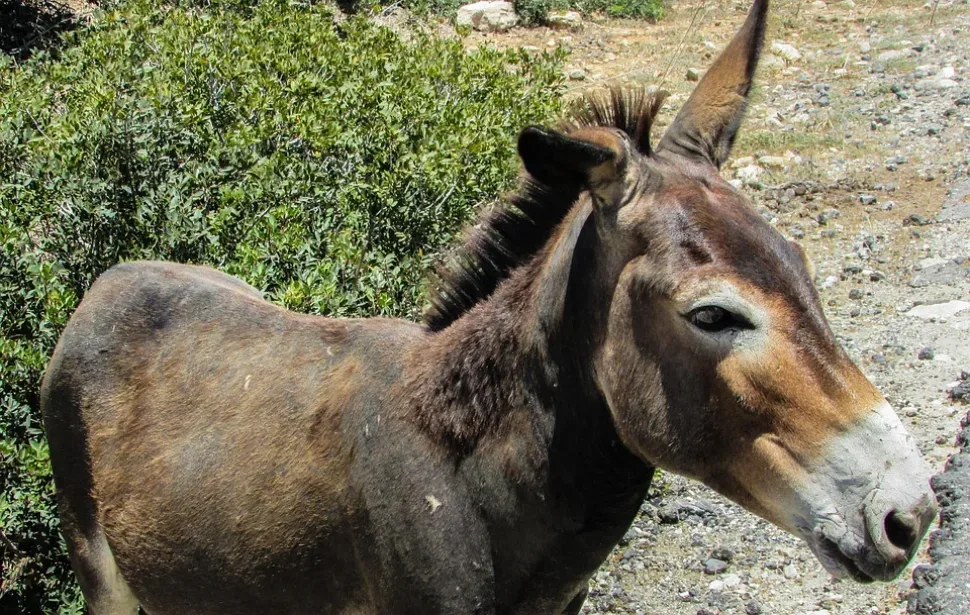 Cyprus, Karpasia, National Park, Donkey, Wild, Wildlife
