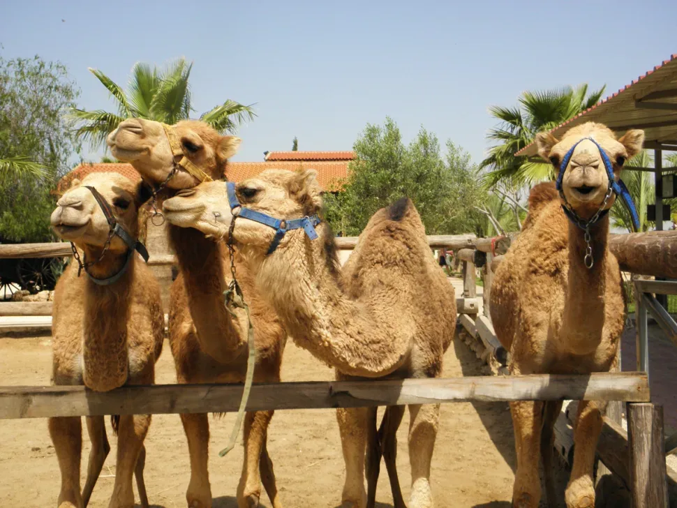 Верблюды в Camel Park в деревне Мазотос рядом с Ларнакой