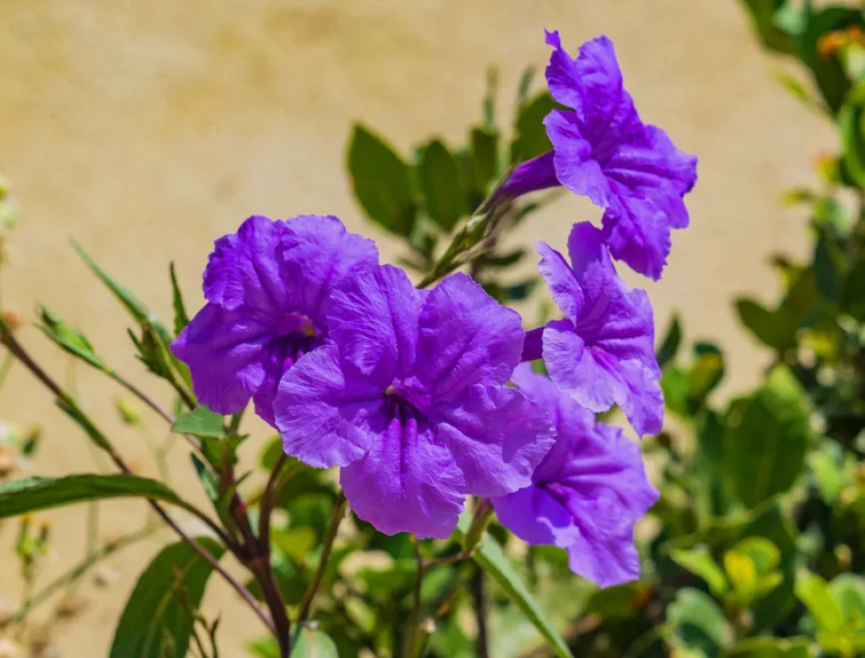 Крупный бархатистый цветок руэллии на фоне густой зелёной хвои