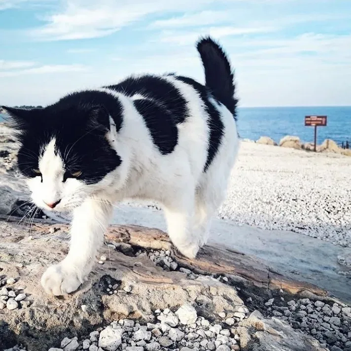 Человек кормит маленького уличного кота возле своих ног