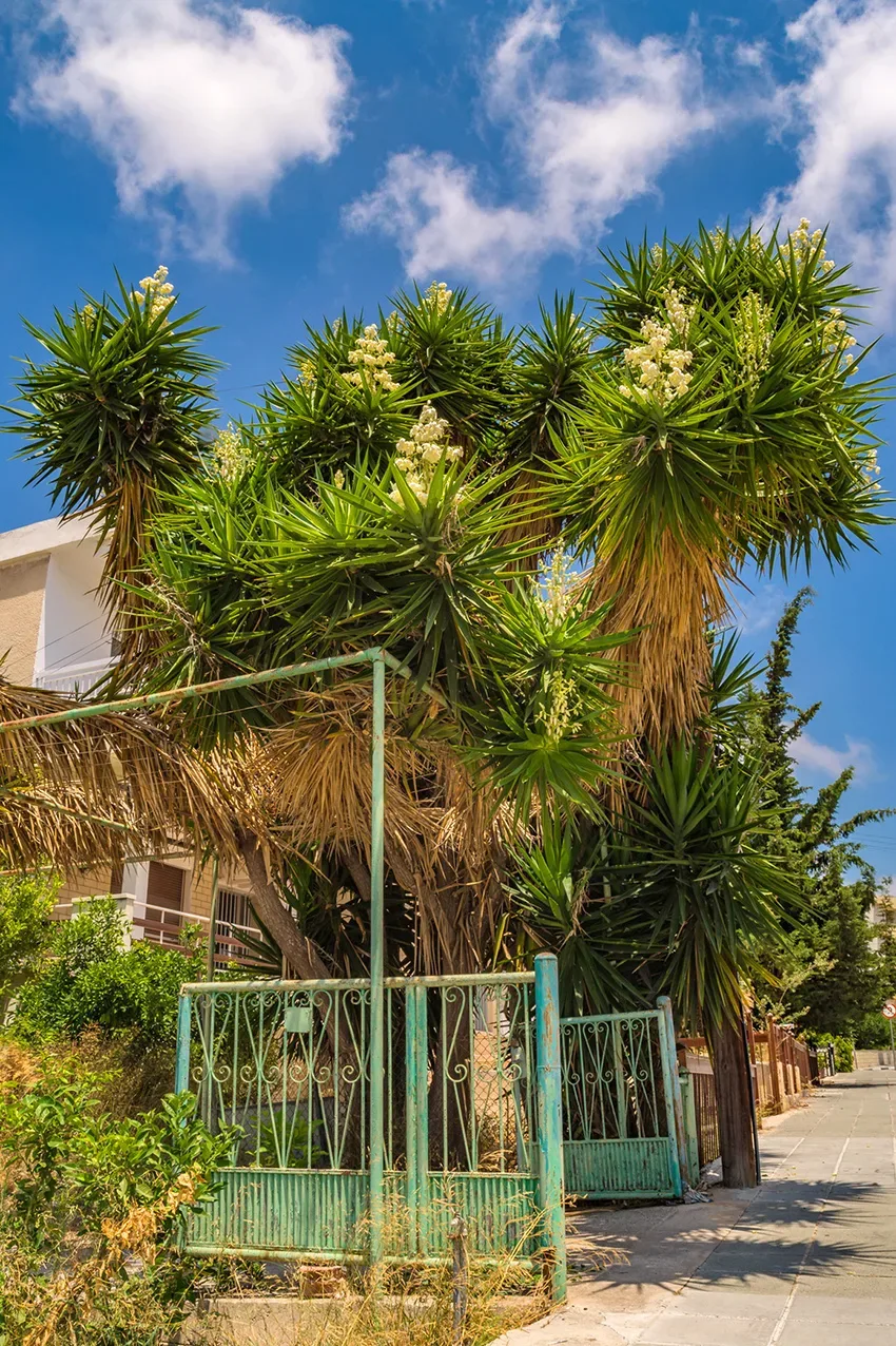 Юкка, сохраняющая привлекательность десятками лет на месте