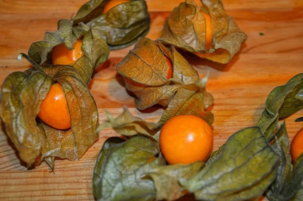Салат с зеленью, апельсином и кусочками семги в миске Салат с зеленью, апельсином и кусочками семги в миске