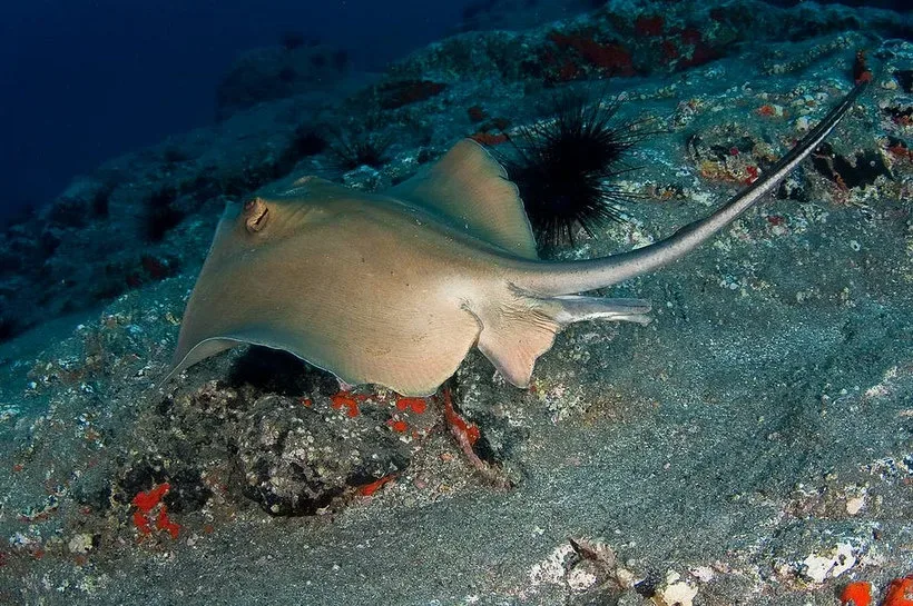 Скат-хвостокол у дна моря в прибрежных водах на мелкой глубине