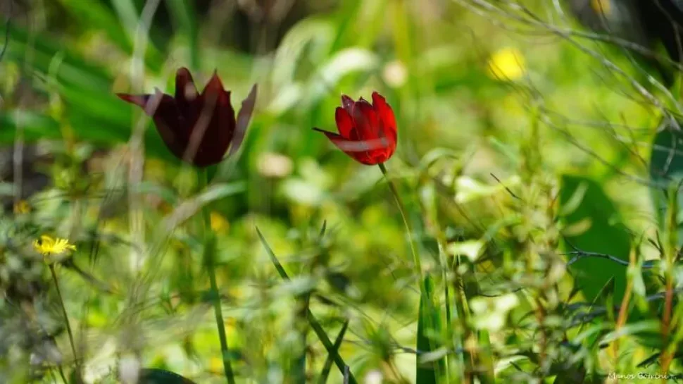 Красный цветок тюльпана Tulipa akamasica на тонком стебле