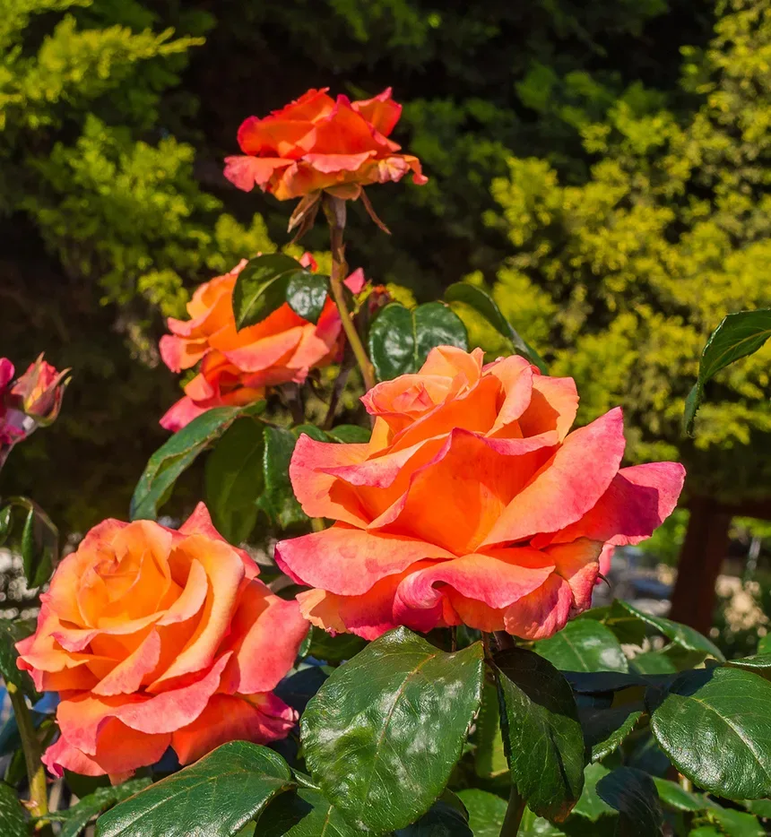 Куст фиолетово-розовых роз с многочисленными бутонами