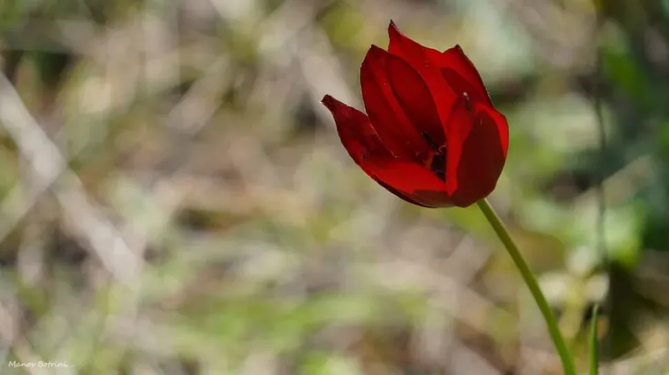 Одинокий красный бутон тюльпана Tulipa akamasica среди зелени