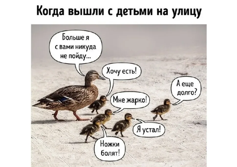 Фотоколлаж утки с утятами и бубликами речи про жалобы детей в прогулке