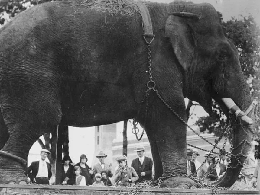 Acid Mammoth: интервью о дум-метале и концерте на Кипре: фото 6