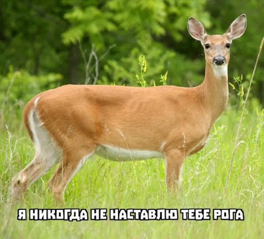 Олень на лугу с подписью‑мемом «Я никогда не наставлю тебе рога Олень на лугу с подписью‑мемом «Я никогда не наставлю тебе рога